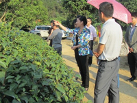 河源市科协到源城区桂山崇志茶叶种植基地调研