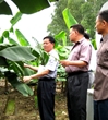 潮阳区科协为香蕉种植户排忧解难
