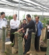 汕头市科协到巷口村名优品种引进示范基地调研