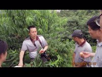 连平县科协邀请专家到上坪桃园开展技术指导
