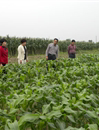 汕尾市陆丰市科协科普惠农服务到田间