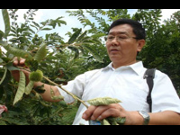肇庆封开县水果协会助力水果产业发展壮大