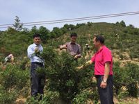 河源市东源县科协到上莞镇仙湖茶叶协会调研