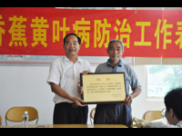 徐闻县科协为研究防治香蕉黄叶病发明者杨大灼颁奖