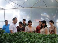 恩平市科协组织委员到蓝海农业和辣木科技开展农村科普示范基地调研