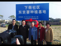 汕头市委常委张应杰到汕头市濠江区宏亮东京薯科普示范基地调研
