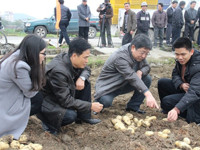 恩平市牛江镇科协承办马铃薯产销对接会