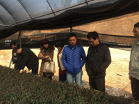 惠州市惠城区科协领导到芦洲铁皮石斛种植基地调研
