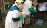 江门市畜牧兽医学会科技人员深入活禽市场开展动物疫病监测活动