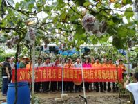 江门市江海区科协联合举办2016年礼乐巨峰葡萄高产栽培技术现场培训班