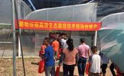 新会区崖门镇第四届葡萄文化节在浩伦生态农业科普基地举行