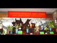 澄海区举办“全国科普日”中国传统兰花科普教育活动