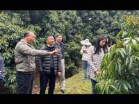 饶平县科协转变作风深入果园调研