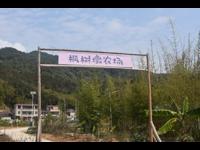清远市清城区科协领导到枫树墩农场进行调研