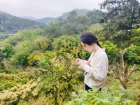 云浮：科技小院助推郁南无核黄皮产业高质量发展